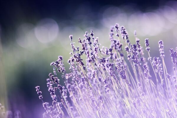 Trendfarben 2023: So kombinieren Sie Ihre Landhausmöbel mit „Digital Lavender“ &amp; Co - Trendfarben 2023: So kombinieren Sie Ihre Landhausmöbel mit „Digital Lavender“ &amp; Co.