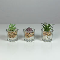 Kunstpflanzen im Glas - Sukkulenten 3er Set