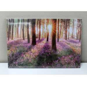 LED-Wandbild Wald Fotografie
